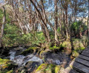 Snowcreek Thredbo 2